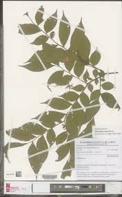 Image result for Dicranolepis