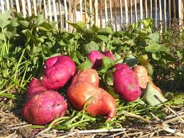 On la connaît trop peu ! Epingle Sur Au Jardin Potager