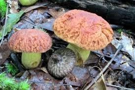 Image result for Dialium holtzii