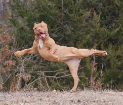 Wuf week, remote April 6th -9th + April 10th remote dog dance party. “Celebrate your dog from your couch!” - Pibble Paradise - Quora