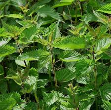 Image result for Urtica