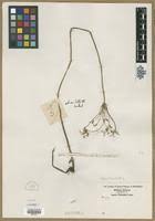 Image result for Cyperus maculatus