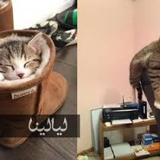 صور قطط مضحكة تنام في أماكن غير متوقعة على الإطلاق animals cute animals cats