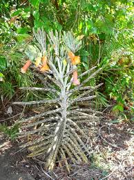 Image result for Bryophyllum tubiflorum