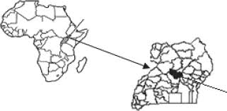 Image result for Tricalysia bagshawei