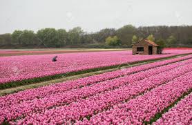 The wittenborg university of applied sciences is offering students from south africa the chance to study with the orange tulip scholarship. Pink Tulips Fields Of The Bollenstreek South Holland Netherlands Stock Photo Picture And Royalty Free Image Image 90370983