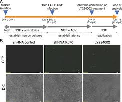 Design your own blended logo for free. Reactivation Of Latent Hsv 1 Gfp Us11 By Lentivirus Mediated Knockdown Download Scientific Diagram