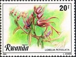 Image result for Lobelia petiolata