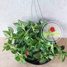 Bunga ini berasal dari madagaskar kemudian penyebarannya sampai ke daerah tropis, bentuk dari khas dari bunga ini yaitu daunnya yang berbentuk telur. Jual Tanaman Hias Bunga Gantung Baby Sun Rose Mutiara Jakarta Utara Bunga Flora Tokopedia