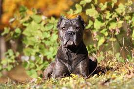 is the cane corso right for me