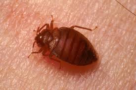 Bed Bugs Umn Extension