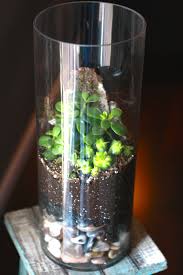 Terrarium In A Vase Arte Em Vidro Vidro