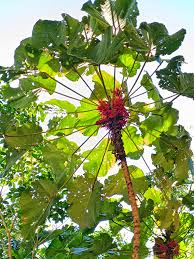 Image result for Macaranga mellifera