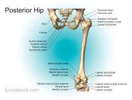 The foot bones shown in this diagram are the talus, navicular, cuneiform, cuboid, metatarsals and calcaneus. Hip Anatomy