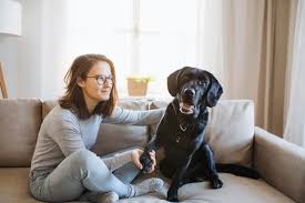 Get pet sitters, groomers, dog walkers and pet boarding near you. The Cost Of Pet Sitting Dog Walking In Brevard County Fl