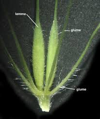 Image result for Endostemon villosus