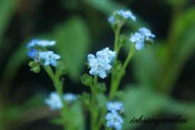 Lokasi cerah dengan tanah segar yang optimal. Forget Me Not Flower Anyelir Merah
