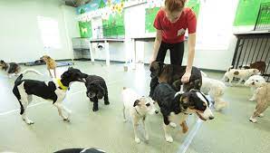 Where happy pets have happy tails! Happy Tails St Louis Dog Boarding And Daycare Open 24 7 Daily