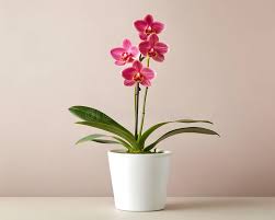 Image result for Disa stairsii