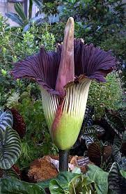 All About The Corpse Flower Smelling Flowers Unusual Flowers Tall Flowers