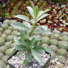 Image result for Adenium swazicum