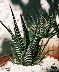 Maybe you would like to learn more about one of these? How To Revive A Dying Zebra Succulent Gardener Report