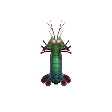Their exceptional vision gives the mantis shrimp a survival advantage in an environment that can range from bright to murky and allows them to see and gauge distance to. Mantis Shrimp Animal Crossing Wiki Fandom