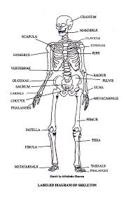 There also are bands of fibrous connective tissue—the ligaments and the tendons—in intimate relationship with the parts of the skeleton. Human Skeleton Diagram Labeled Human Body Anatomy
