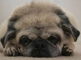Kidney Stones In Dogs Animals Pets Dog Remedies