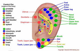 ear reflexology charts reflexology ear chart tips