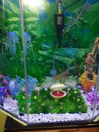 Planted aquarium aquarium garden aquarium terrarium aquarium landscape tropical fish aquarium nature aquarium saltwater aquarium aquarium fish tank freshwater aquarium. Dekorasi Hiasan Aquarium Unik Model Kerang Mengeluarkan Udara Cantik Lazada Indonesia
