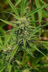 Image result for Cannabis sativa