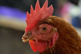 صور لـ الحيوانات قمة دجاج جالو قلم جاف مزرعة افي دجاجة