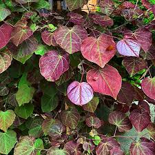 Oklahoma redbud is a beautiful garden tree valued for its timing; Black Pearl Redbud Tree For Sale Online The Tree Center