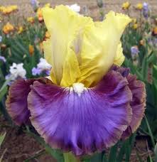 Pin On Iris From 1970 2016