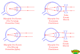 Duyu Organlari
