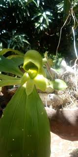 Image result for Dichapetalum macrocarpum