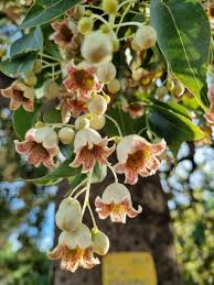 Image result for Brachychiton populneus