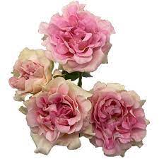 Specialists in wholesale flowers for weddings and events. Rose Garden Spray Sweet Flow Cut Roses Flower Suppliers Wholesale Flowers Direct