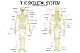 The Skeletal System Anterior Andior View Anatomical Chart Scientific