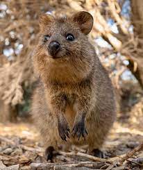 Pin By Leia X On Cute Animals Quokka Animal Cute Animals Funny Animal Photos