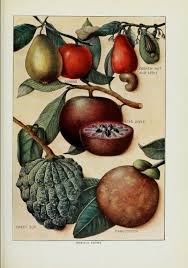 Botanical Fruits Vegetables Other Ingestables 3 Fruit Print Fruit Tropical Fruit