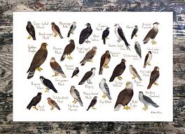 Raptors Of North America Field Guide Art Print Gardening