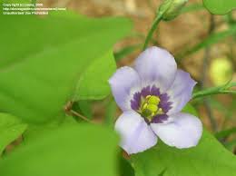 Image result for eustoma maurine