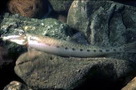 Image result for Ancistrorhynchus ovatus