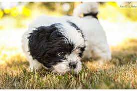 If you are unable to find your companion in our dogs for adoption sections, please consider looking thru the directory of rescue organizations, to see if they have any current dogs for adoption listings. Bella Lhasa Apso Puppy For Sale Near Portland Oregon F6830285 15c1