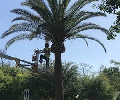 Siding installation tv mounting services tree removal tree trimming water damage restoration water heater installation well drilling window installation moving. Palm Tree Care Palm Tree Installation Orlando Fl