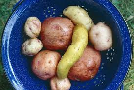 Department of agriculture plant hardiness growing potatoes in central florida is fun and easy. Heirloom Potato Varieties Organic Gardening Mother Earth News