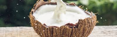How use coconut milk for hair loss remedy: Coconut Milk For Your Hair Benefits Uses And Tips Pg Shop Owned By Bgdpl Authorised P G Distributor
