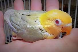 Jenis Mutasi Burung Fallow Dan Cara Mencetaknya Burungnya Com